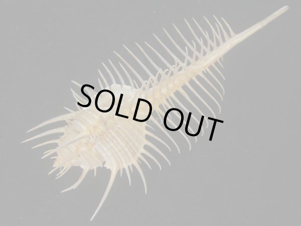 画像3: アラフラホネガイ(Murex pecten) 大　特美品 (3)