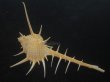 画像1: エンマノホネガイ(Murex tenuirostrum) 大　美品 (1)