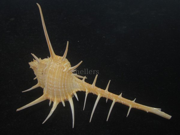 画像1: エンマノホネガイ(Murex tenuirostrum) 大　美品 (1)