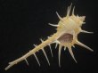 画像2: エンマノホネガイ(Murex tenuirostrum) 大　美品 (2)