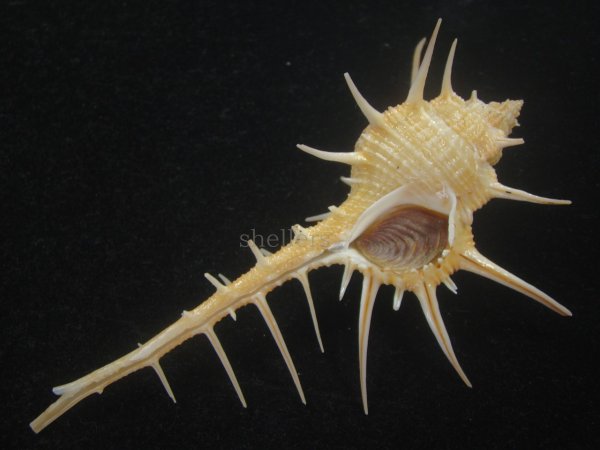 画像2: エンマノホネガイ(Murex tenuirostrum) 大　美品 (2)