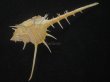 画像3: エンマノホネガイ(Murex tenuirostrum) 大　美品 (3)