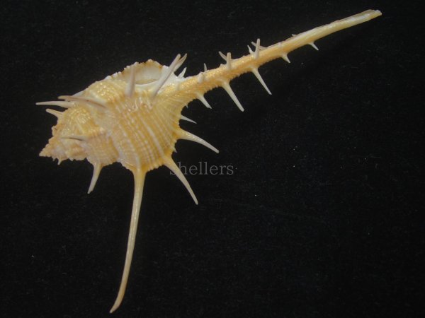 画像3: エンマノホネガイ(Murex tenuirostrum) 大　美品 (3)