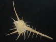 画像1: エンマノホネガイ(Murex tenuirostrum) 美品 (1)
