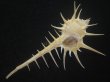 画像2: エンマノホネガイ(Murex tenuirostrum) 美品 (2)