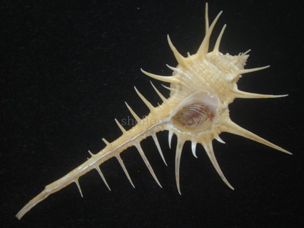 画像2: エンマノホネガイ(Murex tenuirostrum) 美品 (2)