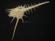 画像3: エンマノホネガイ(Murex tenuirostrum) 美品 (3)