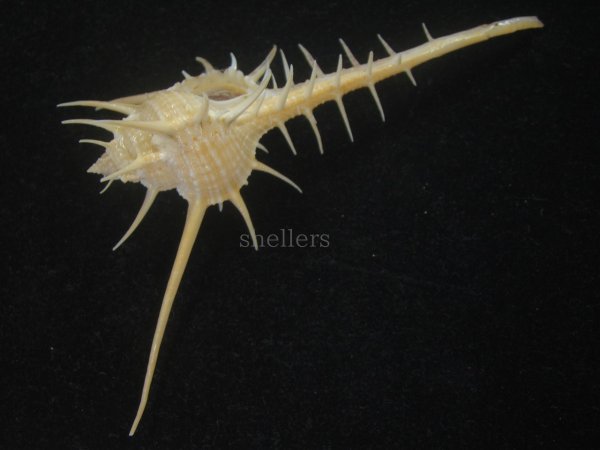 画像3: エンマノホネガイ(Murex tenuirostrum) 美品 (3)