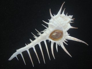 Kaiショップ
