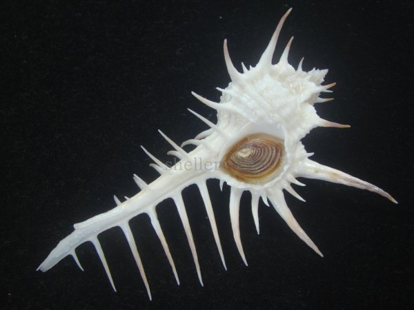 画像1: クロトゲホネガイ(Murex ternispina) 112ｍｍ　特大　美品 (1)