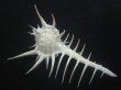画像2: クロトゲホネガイ(Murex ternispina) 112ｍｍ　特大　美品 (2)
