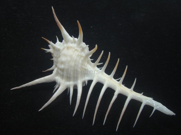 画像2: クロトゲホネガイ(Murex ternispina) 112ｍｍ　特大　美品 (2)