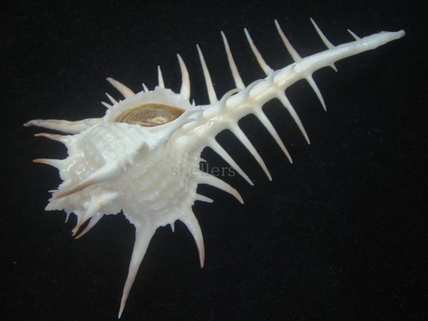 画像3: クロトゲホネガイ(Murex ternispina) 112ｍｍ　特大　美品 (3)