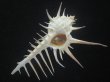 画像1: クロトゲホネガイ(Murex ternispina) 大　ロングスパイン　美品 (1)