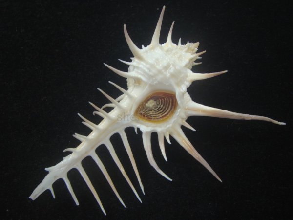 画像1: クロトゲホネガイ(Murex ternispina) 大　ロングスパイン　美品 (1)