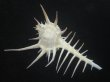 画像2: クロトゲホネガイ(Murex ternispina) 大　ロングスパイン　美品 (2)