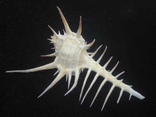 画像2: クロトゲホネガイ(Murex ternispina) 大　ロングスパイン　美品 (2)