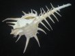 画像3: クロトゲホネガイ(Murex ternispina) 大　ロングスパイン　美品 (3)