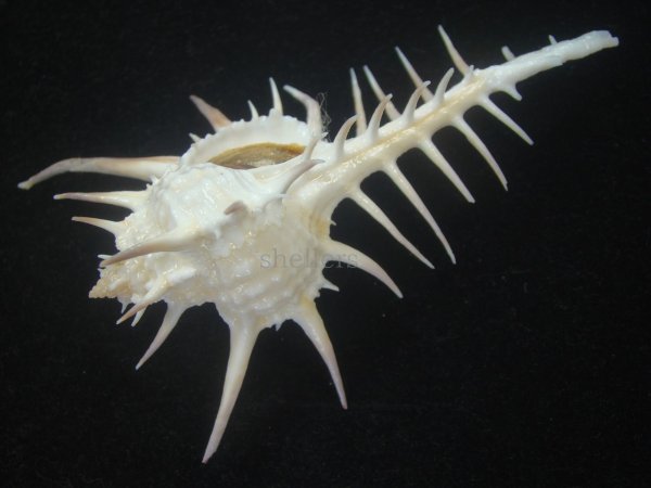 画像3: クロトゲホネガイ(Murex ternispina) 大　ロングスパイン　美品 (3)