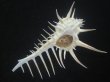 画像1: クロトゲホネガイ(Murex ternispina) 大　特美品 (1)