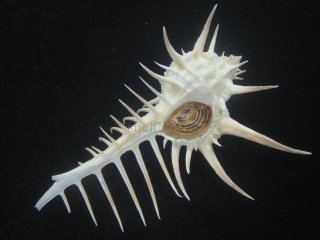 Kaiショップ