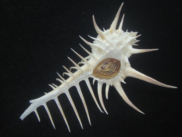 画像1: クロトゲホネガイ(Murex ternispina) 大　特美品 (1)