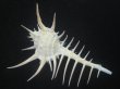 画像2: クロトゲホネガイ(Murex ternispina) 大　特美品 (2)