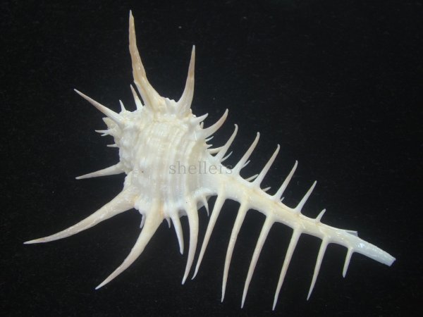 画像2: クロトゲホネガイ(Murex ternispina) 大　特美品 (2)