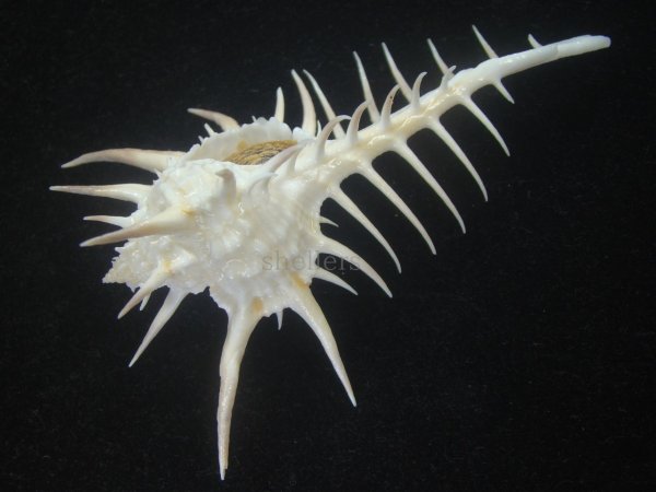 画像3: クロトゲホネガイ(Murex ternispina) 大　特美品 (3)