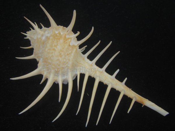 画像2: トゲナガアクキガイ(Murex acanthostephes) 大　美品 (2)