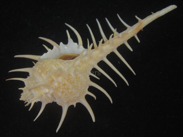画像3: トゲナガアクキガイ(Murex acanthostephes) 大　美品 (3)