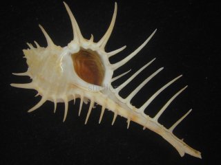 貝標本 大きなアクキガイとトゲトゲ2 トゲトゲイトグルマガイ（蓋つき