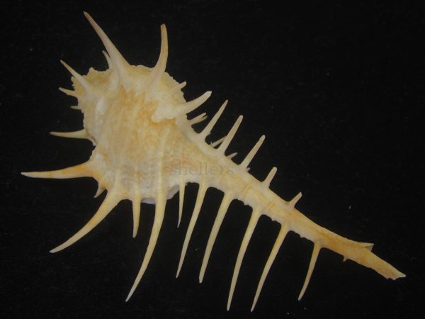 画像2: トゲナガアクキガイ(Murex acanthostephes)  (2)