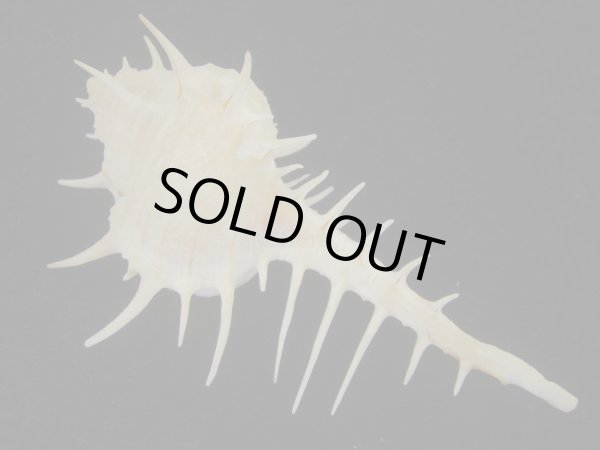 画像2: トゲナガアクキガイ(Murex acanthostephes) 死殻だけど美品 (2)