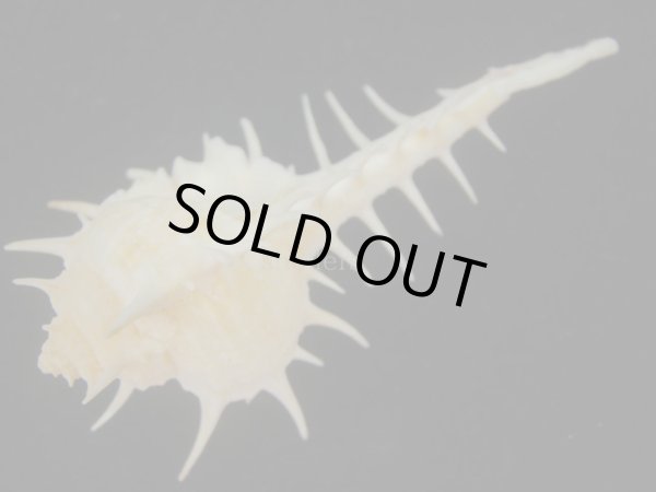 画像3: トゲナガアクキガイ(Murex acanthostephes) 死殻だけど美品 (3)