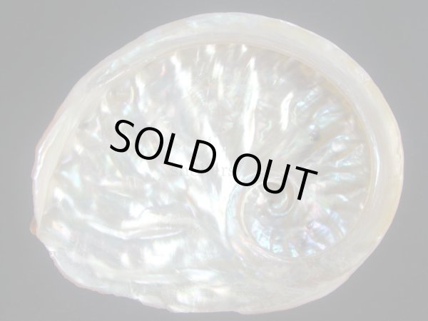 画像2: ビクトリアアワビ(Haliotis conicopora) 紅　濃色 (2)