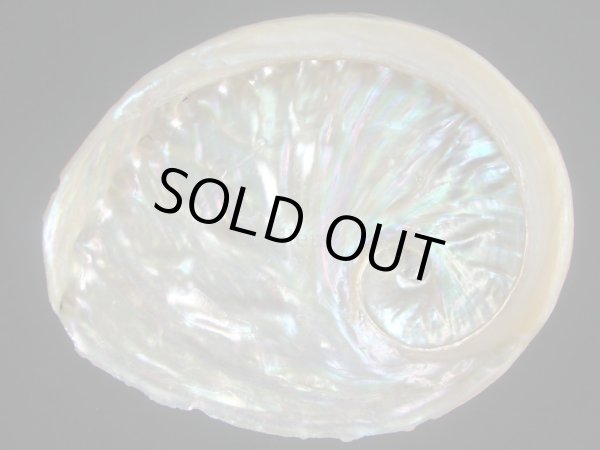 画像2: ビクトリアアワビ(Haliotis conicopora) 濃色 (2)