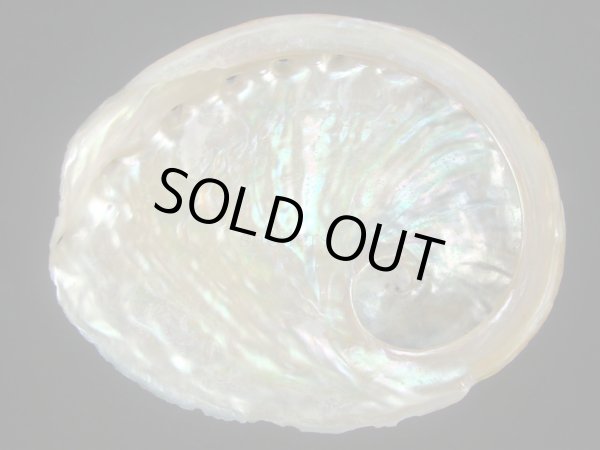 画像2: ビクトリアアワビ(Haliotis conicopora) モスグリーン (2)