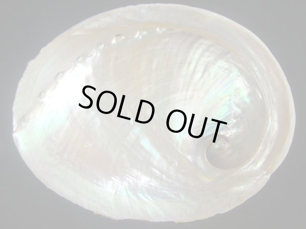 画像2: ウスヒラアワビ(Haliotis laevigata) 濃色 (2)