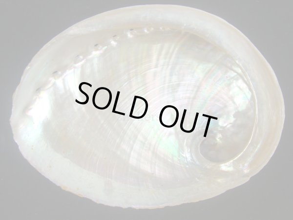 画像2: ウスヒラアワビ(Haliotis laevigata)  (2)