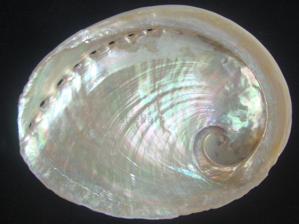 画像2: ウスヒラアワビ(Haliotis laevigata)  (2)