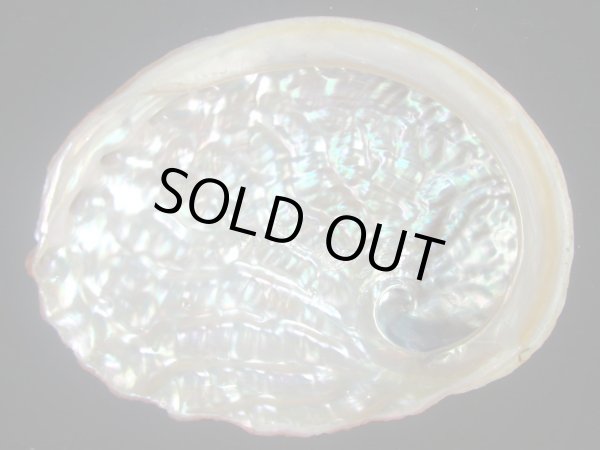 画像2: アカアワビ(Haliotis ruba) 濃色 (2)