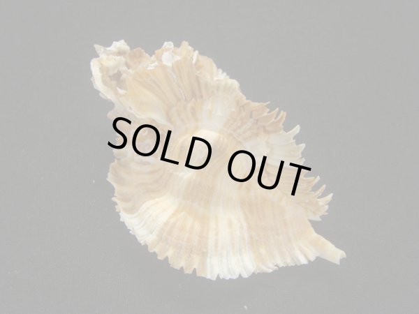 画像2: ミヨコバショウ (2)