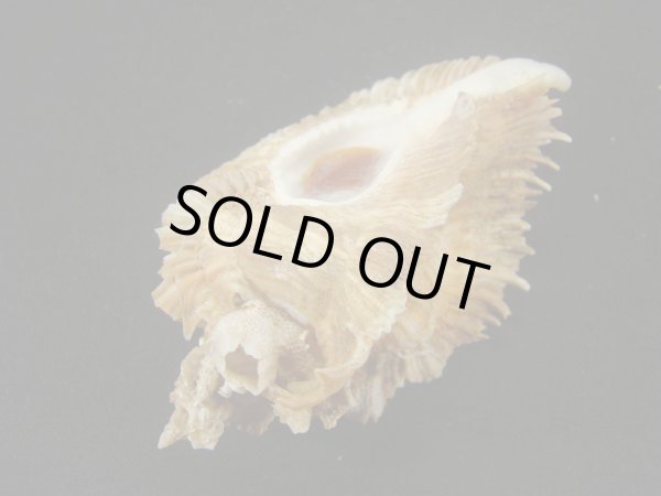 画像3: ミヨコバショウ (3)