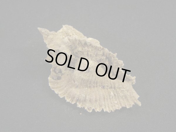 画像2: ミヨコバショウ　完全未洗い (2)