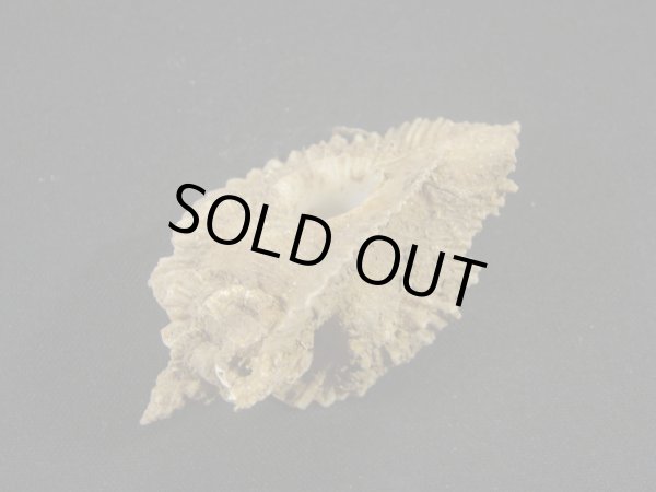 画像3: ミヨコバショウ　完全未洗い (3)