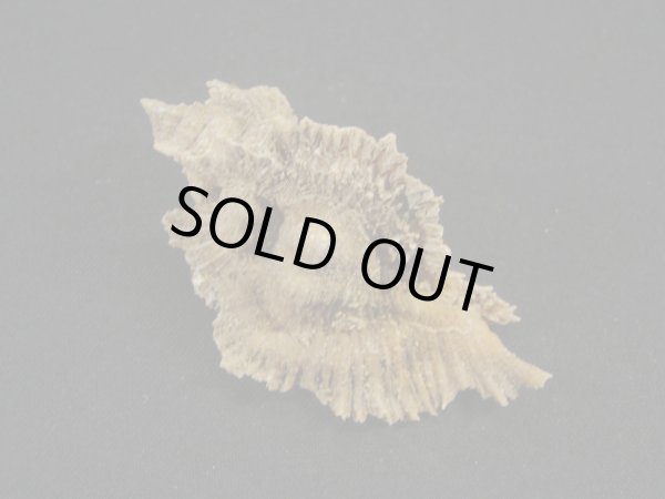 画像2: ミヨコバショウ　完全未洗い (2)