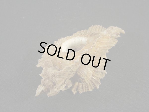 画像3: ミヨコバショウ　完全未洗い (3)