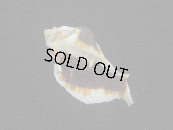 画像2: ヌノメヨウラク(Jaton decussatus)  (2)