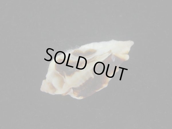 画像3: ヌノメヨウラク(Jaton decussatus)  (3)